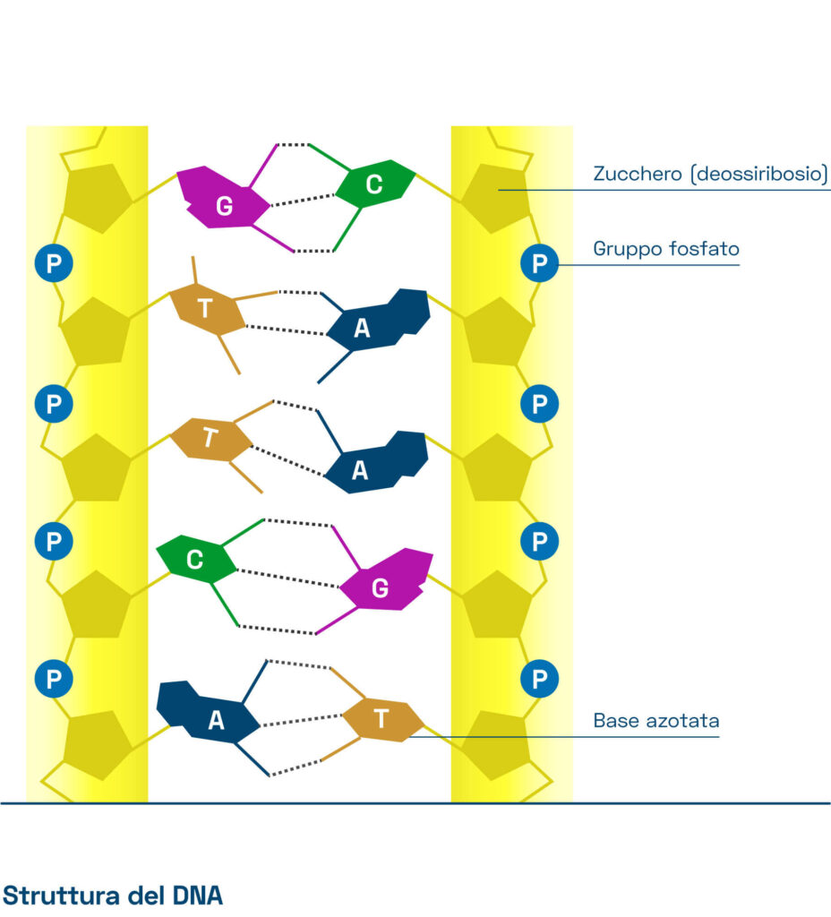 Cos’è il DNA | Fondazione Mutagens